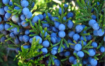 Juniper