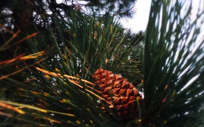 The Edible Pine